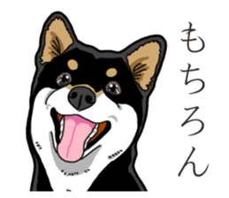 Daily Black Shiba Inu 3 sticker #14068311