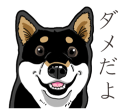 Daily Black Shiba Inu 3 sticker #14068312