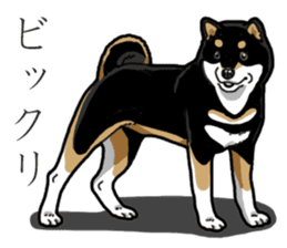 Daily Black Shiba Inu 3 sticker #14068313