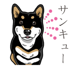 Daily Black Shiba Inu 3 sticker #14068314