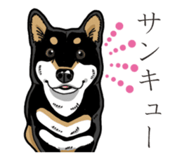 Daily Black Shiba Inu 3 sticker #14068314