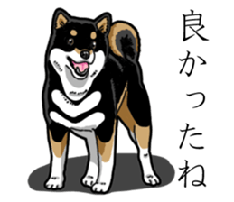 Daily Black Shiba Inu 3 sticker #14068315
