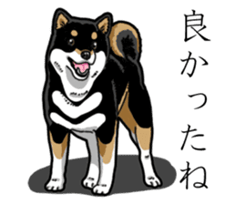 Daily Black Shiba Inu 3 sticker #14068315