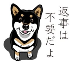 Daily Black Shiba Inu 3 sticker #14068316
