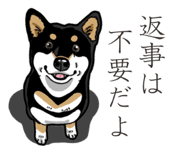 Daily Black Shiba Inu 3 sticker #14068316