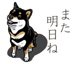 Daily Black Shiba Inu 3 sticker #14068317