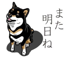 Daily Black Shiba Inu 3 sticker #14068317