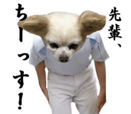 Chihuahua man 4 sticker #14069326