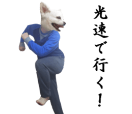 Chihuahua man 4 sticker #14069328