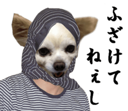 Chihuahua man 4 sticker #14069329