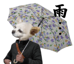 Chihuahua man 4 sticker #14069330