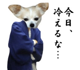 Chihuahua man 4 sticker #14069331