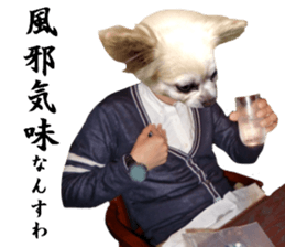 Chihuahua man 4 sticker #14069332