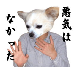 Chihuahua man 4 sticker #14069333