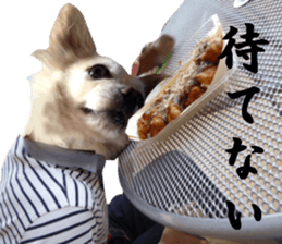 Chihuahua man 4 sticker #14069334