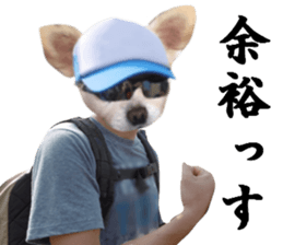 Chihuahua man 4 sticker #14069335