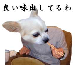 Chihuahua man 4 sticker #14069336