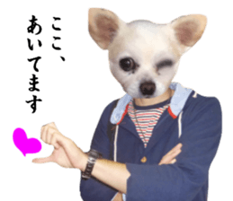 Chihuahua man 4 sticker #14069340