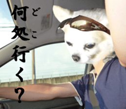 Chihuahua man 4 sticker #14069341