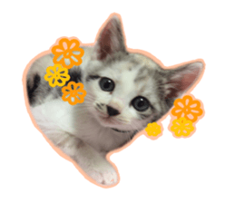 My name is Kinako sticker #14071327