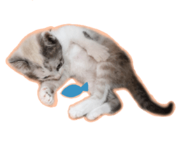 My name is Kinako sticker #14071331