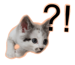 My name is Kinako sticker #14071335