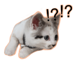 My name is Kinako sticker #14071336