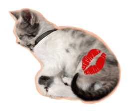 My name is Kinako sticker #14071339