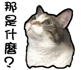 My baby sister cat sticker #14071584