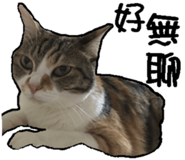 My baby sister cat sticker #14071585