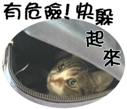 My baby sister cat sticker #14071587