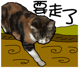 My baby sister cat sticker #14071588