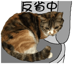 My baby sister cat sticker #14071597