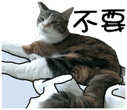 My baby sister cat sticker #14071609