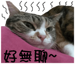 My baby sister cat sticker #14071612