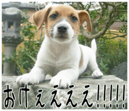 MIEDOG Jack Russell terrier sticker 3 sticker #14071758