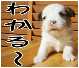 MIEDOG Jack Russell terrier sticker 3 sticker #14071759