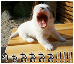 MIEDOG Jack Russell terrier sticker 3 sticker #14071760