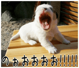MIEDOG Jack Russell terrier sticker 3 sticker #14071760
