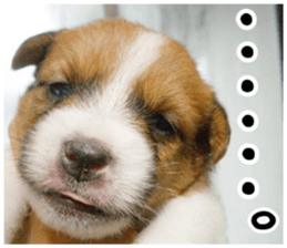 MIEDOG Jack Russell terrier sticker 3 sticker #14071761