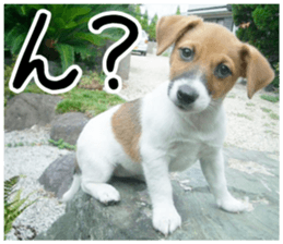MIEDOG Jack Russell terrier sticker 3 sticker #14071763