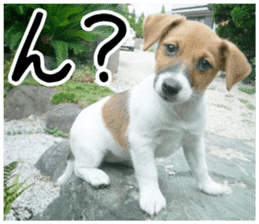 MIEDOG Jack Russell terrier sticker 3 sticker #14071763