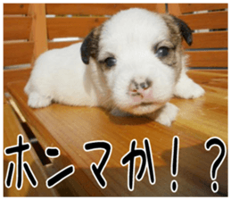 MIEDOG Jack Russell terrier sticker 3 sticker #14071764