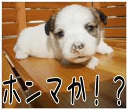 MIEDOG Jack Russell terrier sticker 3 sticker #14071764