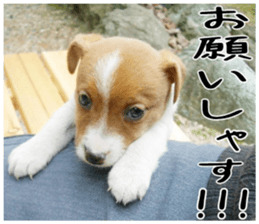 MIEDOG Jack Russell terrier sticker 3 sticker #14071765