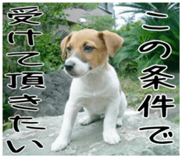 MIEDOG Jack Russell terrier sticker 3 sticker #14071766
