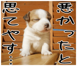 MIEDOG Jack Russell terrier sticker 3 sticker #14071767
