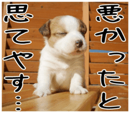 MIEDOG Jack Russell terrier sticker 3 sticker #14071767