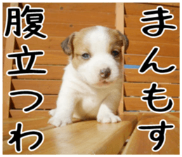 MIEDOG Jack Russell terrier sticker 3 sticker #14071768