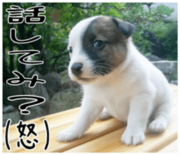 MIEDOG Jack Russell terrier sticker 3 sticker #14071769